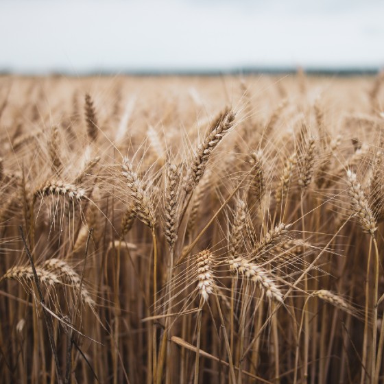 a field of golden wheat